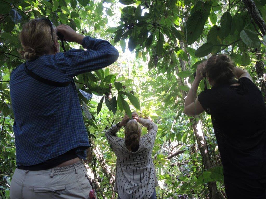 3 Studenten beobachten den Regenwald mit Ferngläsern