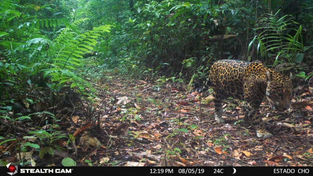 Jaguar mit der Fotofalle 